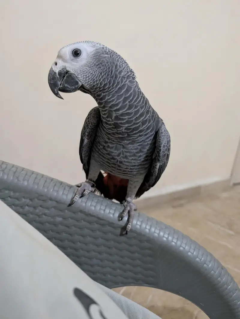 parrot — photo 8