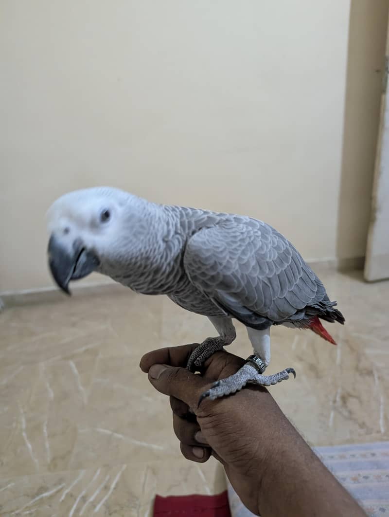 parrot 8