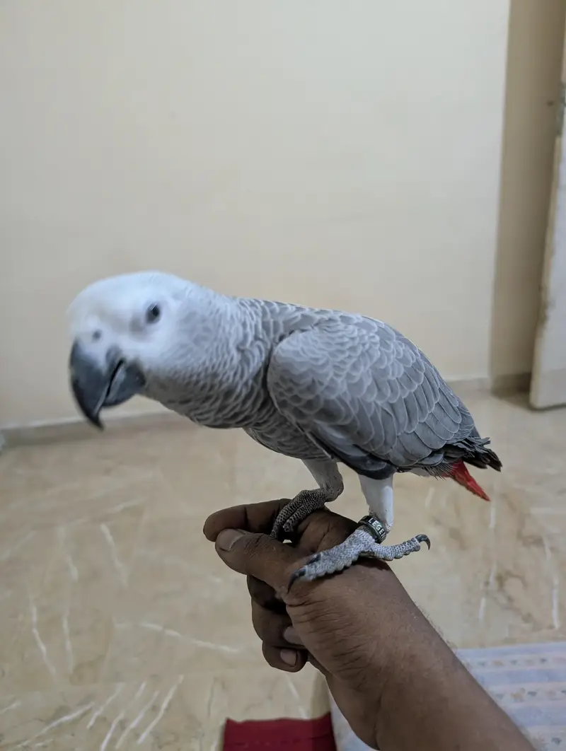 parrot — photo 9