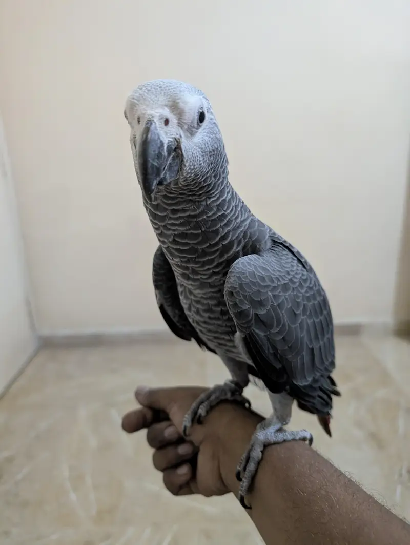parrot — photo 10
