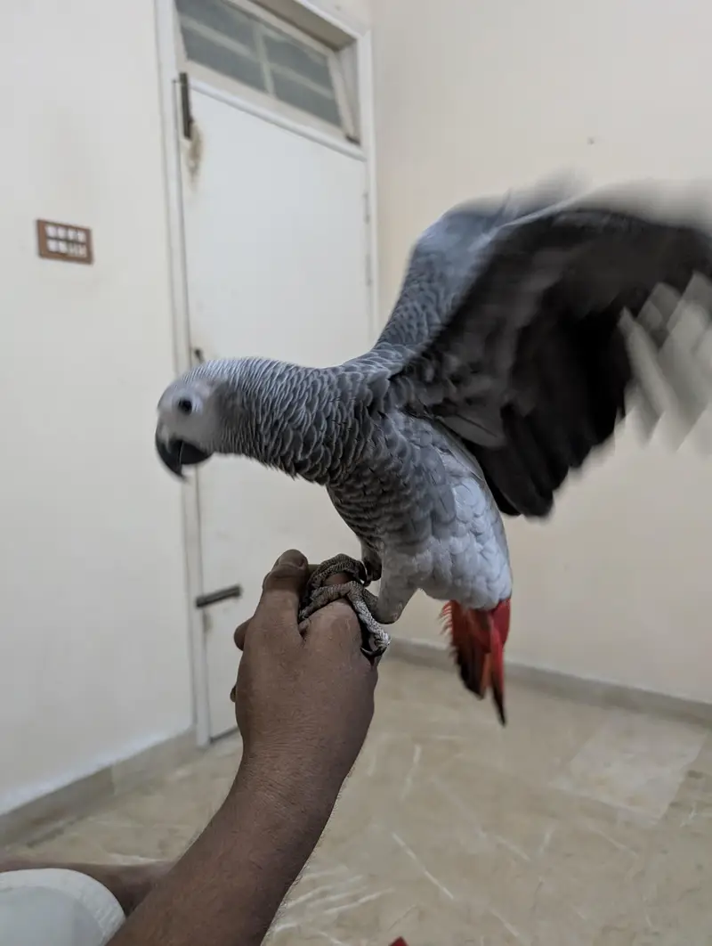parrot — photo 11