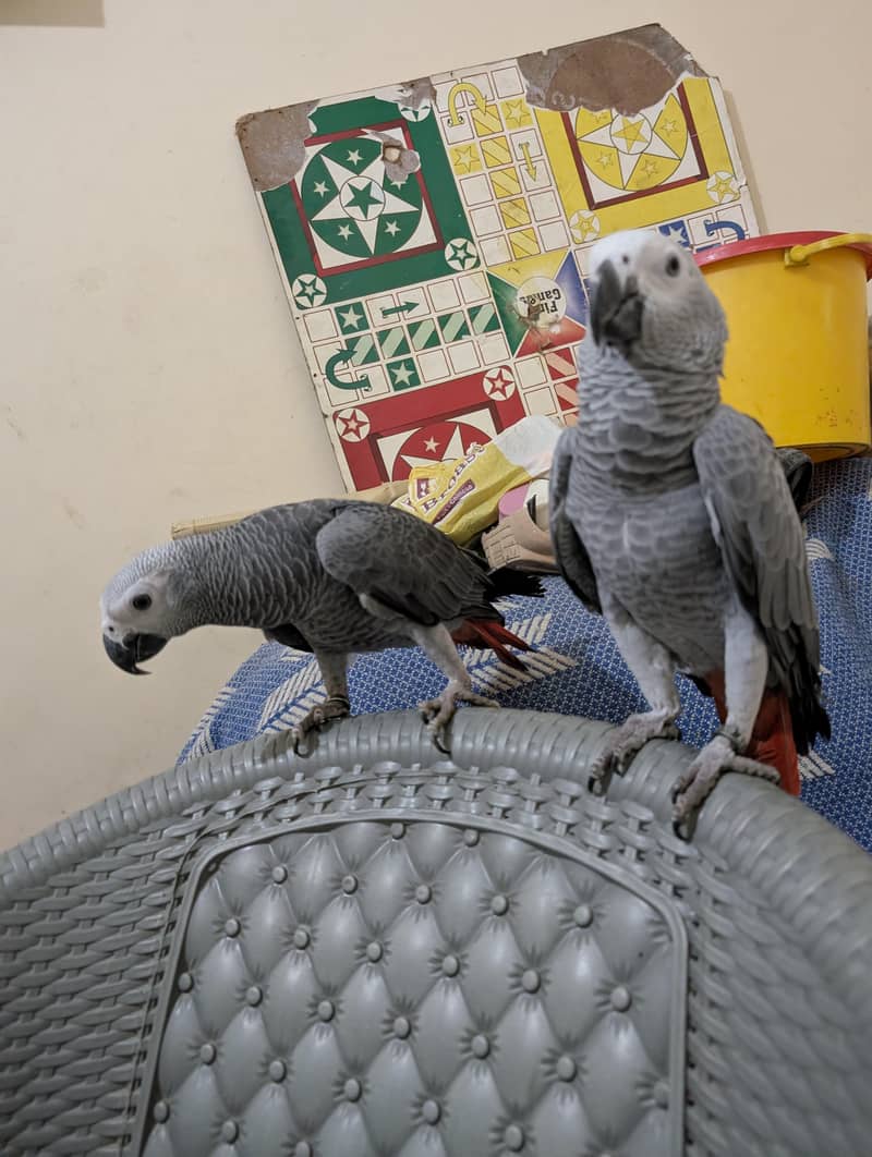 parrot 11
