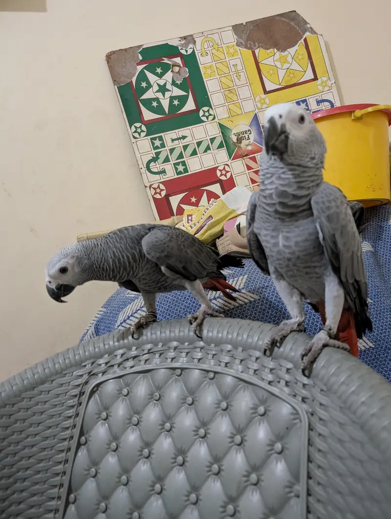 parrot — photo 12