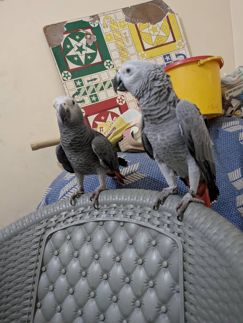 parrot 12