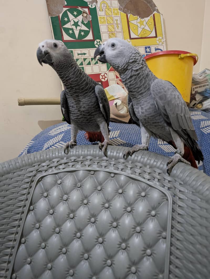 parrot 13