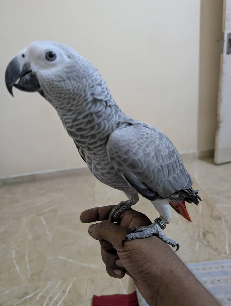 parrot 14