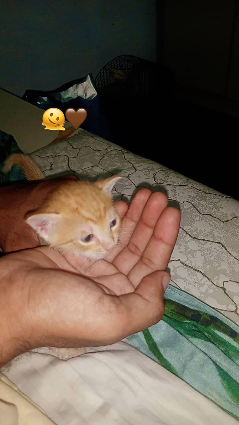 cutest 2
