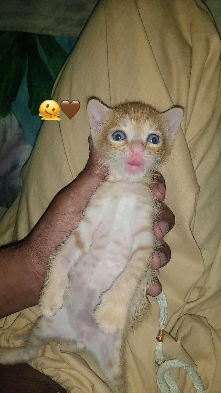 cutest 3