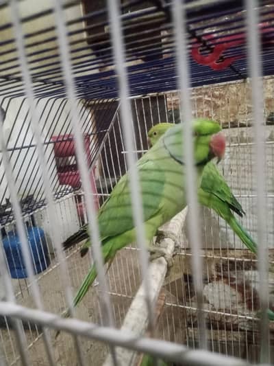 green ringneck parrot