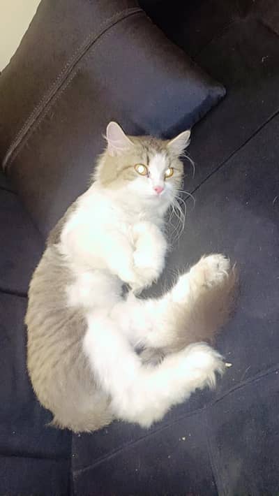 persian cat for sale