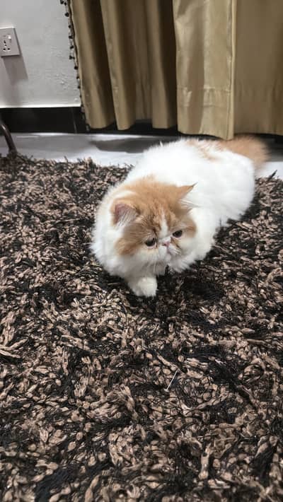 Piki cat for sale