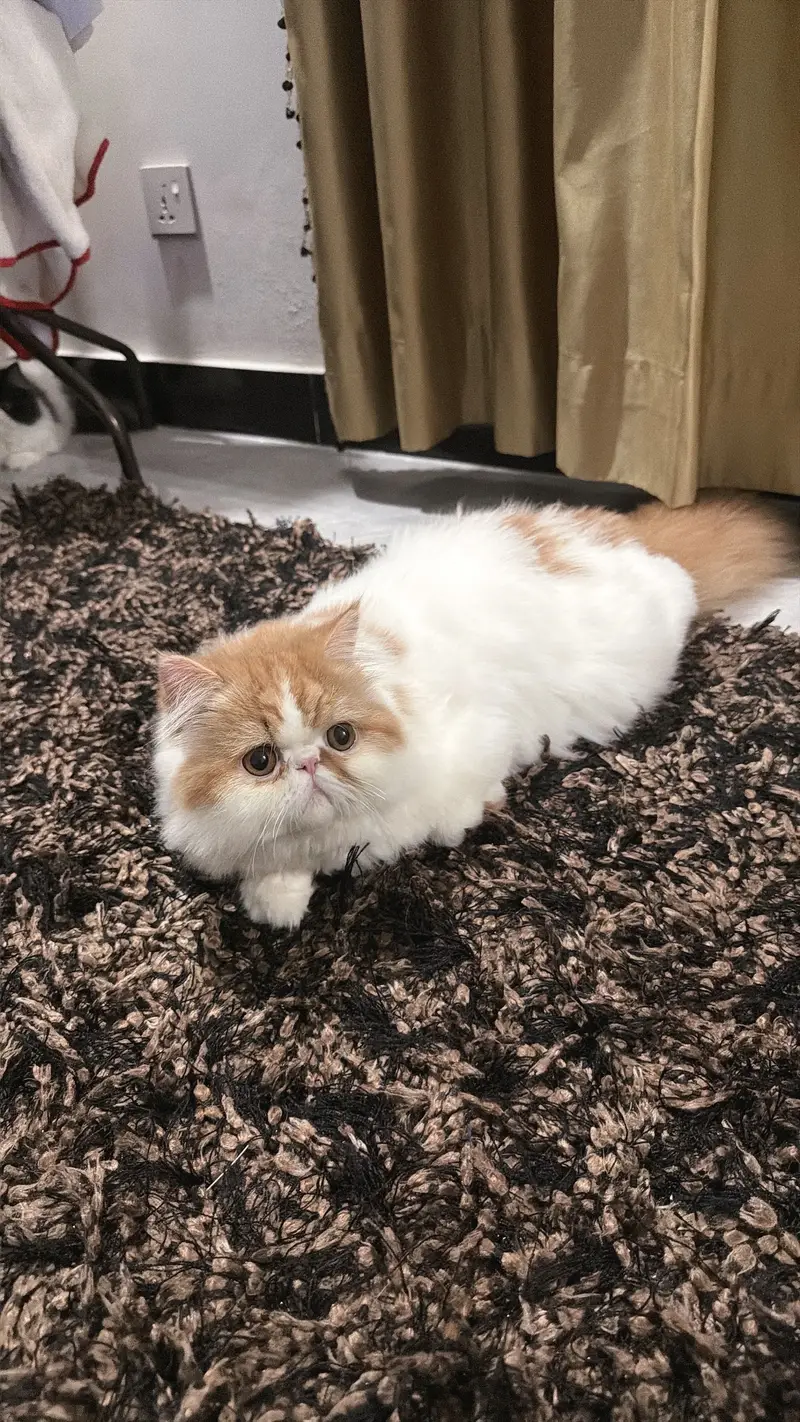 Piki cat for sale — photo 2
