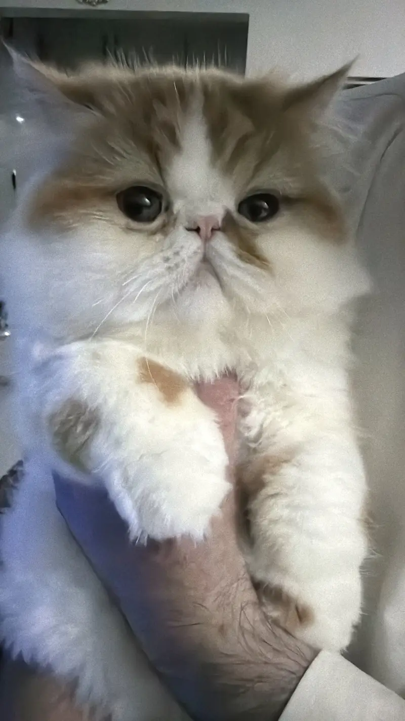 Piki cat for sale — photo 3