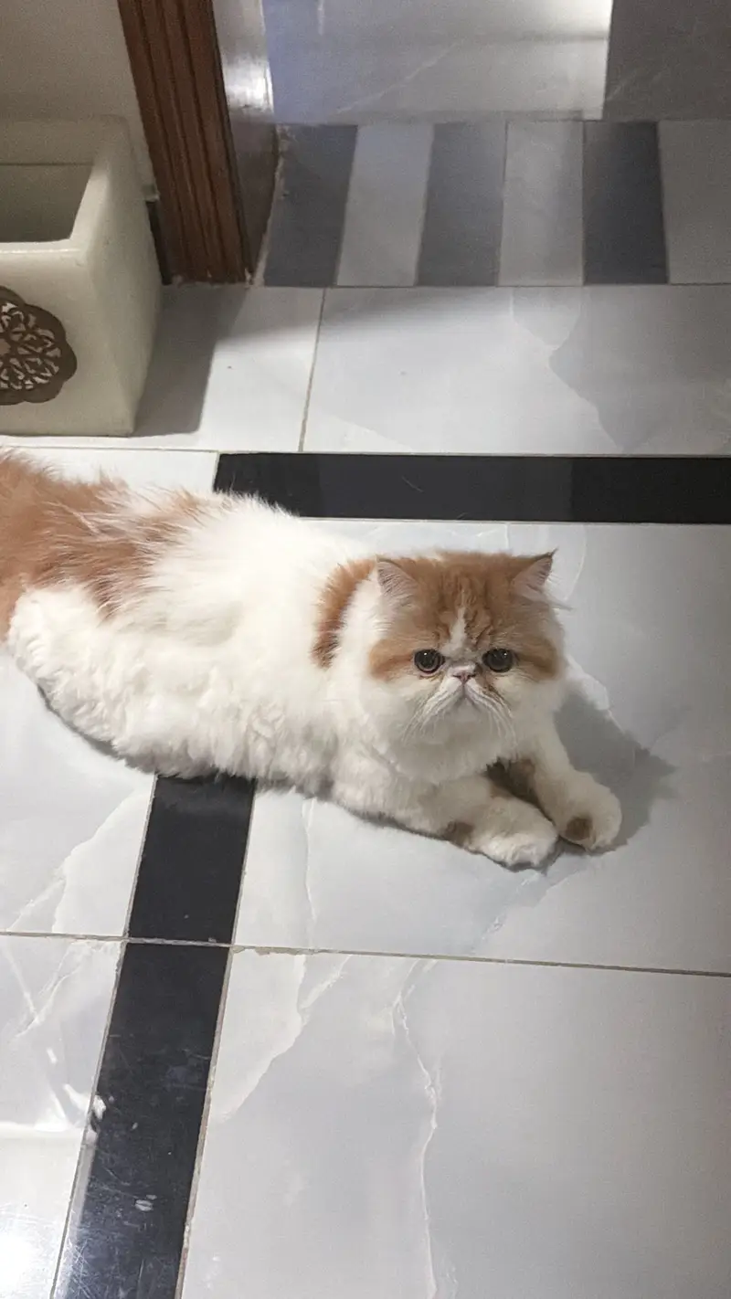 Piki cat for sale — photo 4