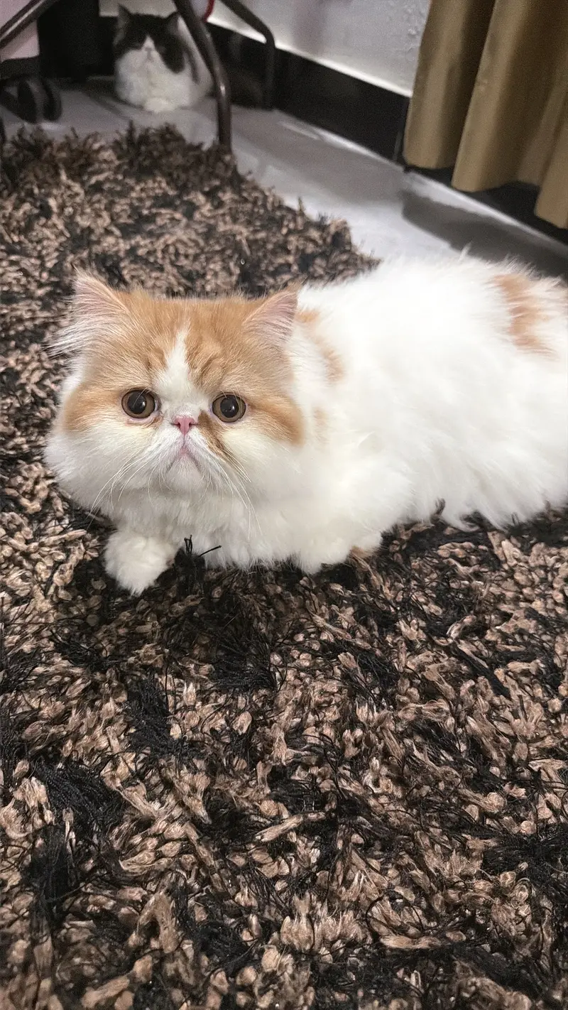 Piki cat for sale — photo 7