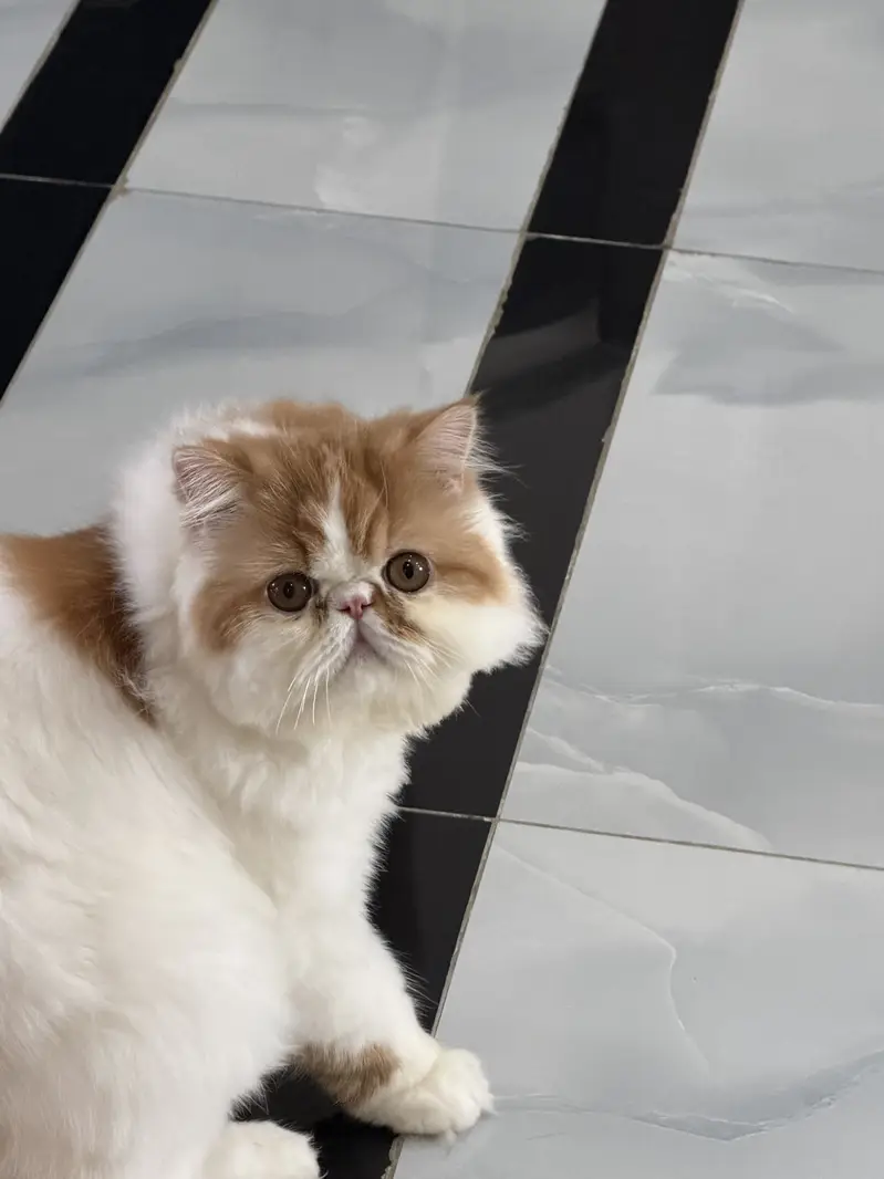 Piki cat for sale — photo 8
