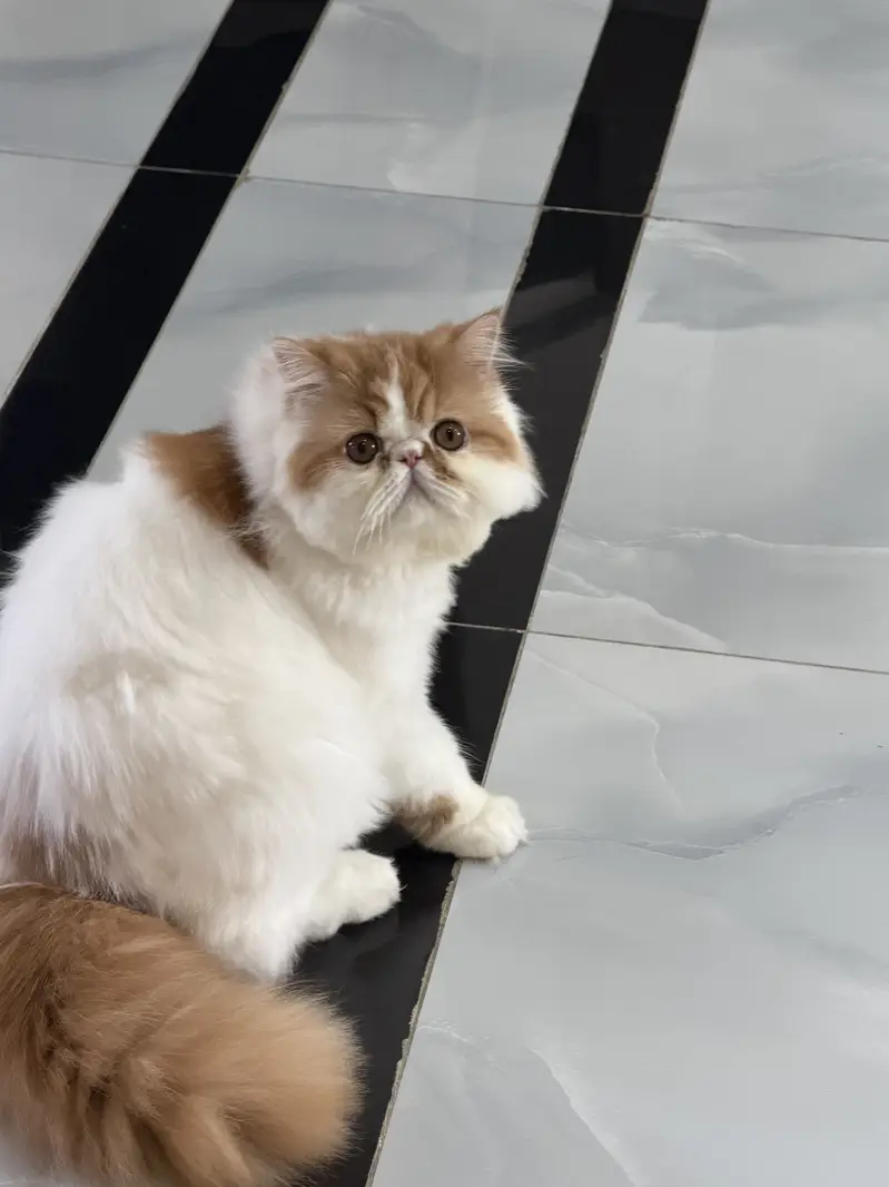 Piki cat for sale — photo 9