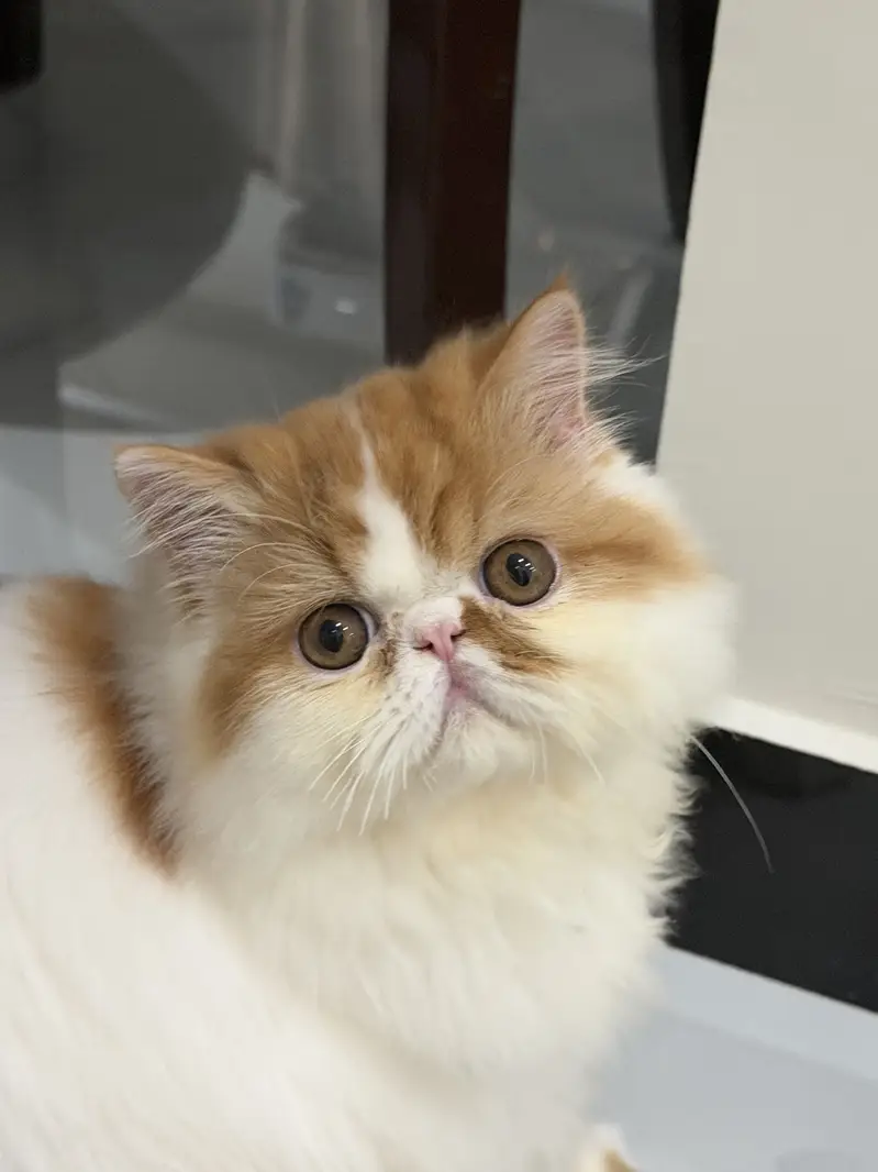 Piki cat for sale — photo 10