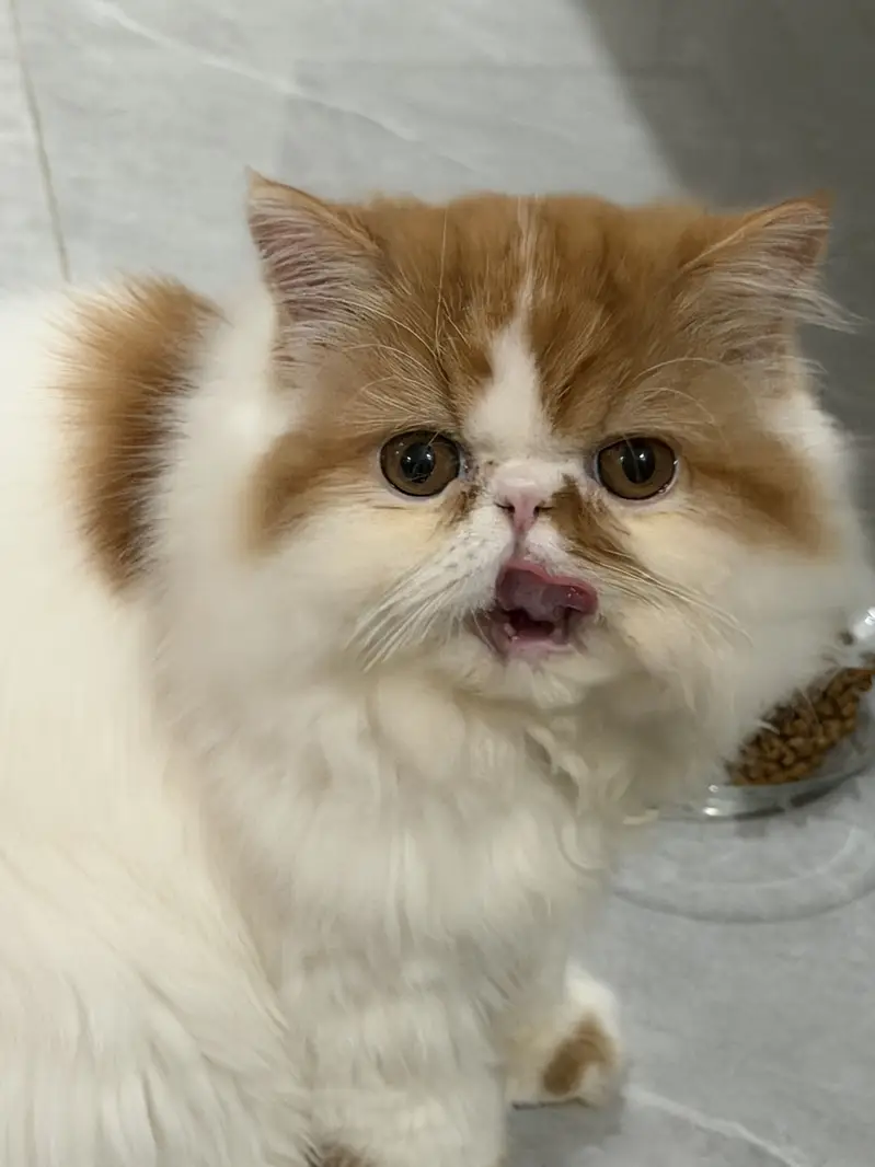 Piki cat for sale — photo 11