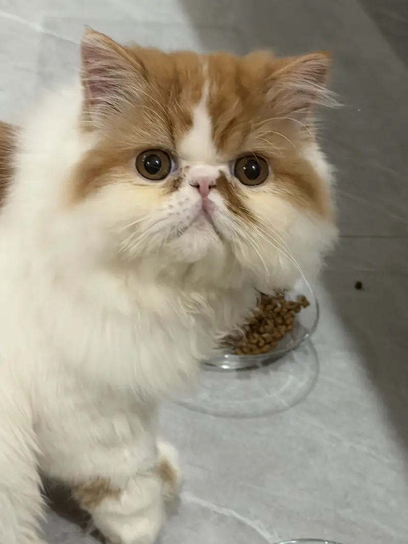 Piki cat for sale — photo 12