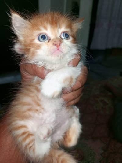 Pure Persian Breed