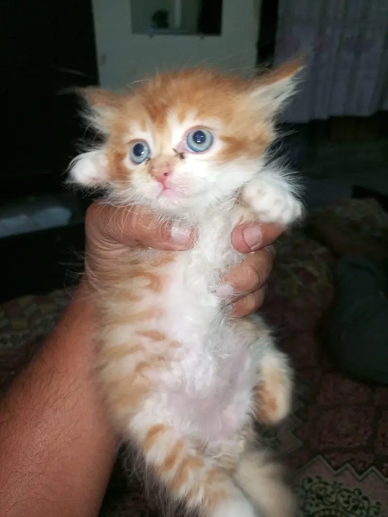 Pure Persian Breed — photo 2
