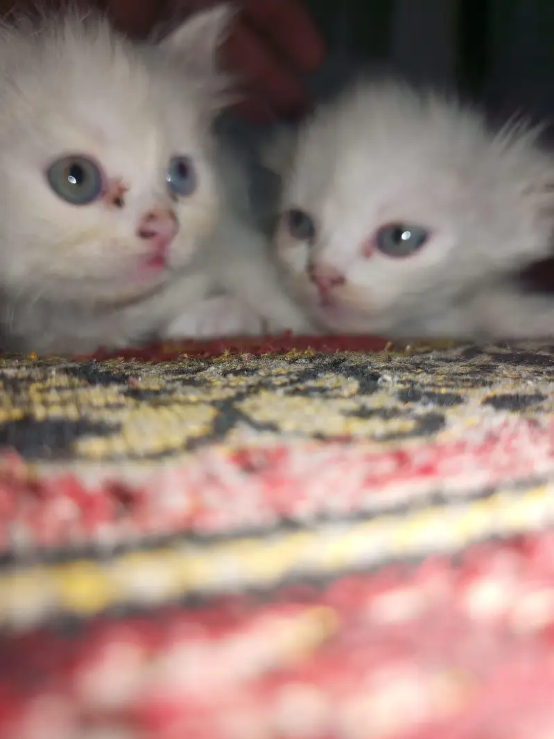 Pure Persian Breed — photo 3