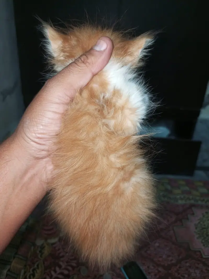 Pure Persian Breed — photo 4