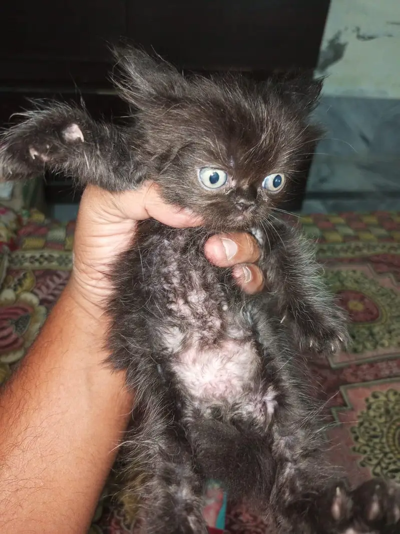 Pure Persian Breed — photo 5