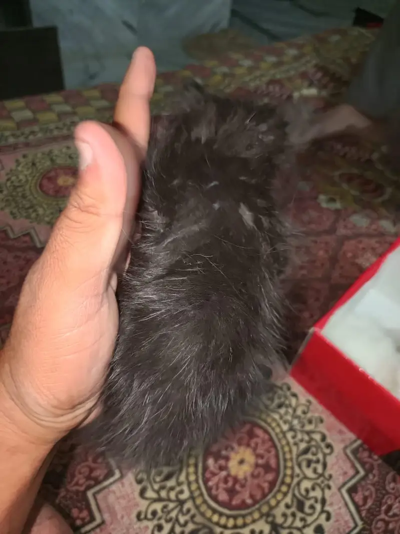 Pure Persian Breed — photo 6
