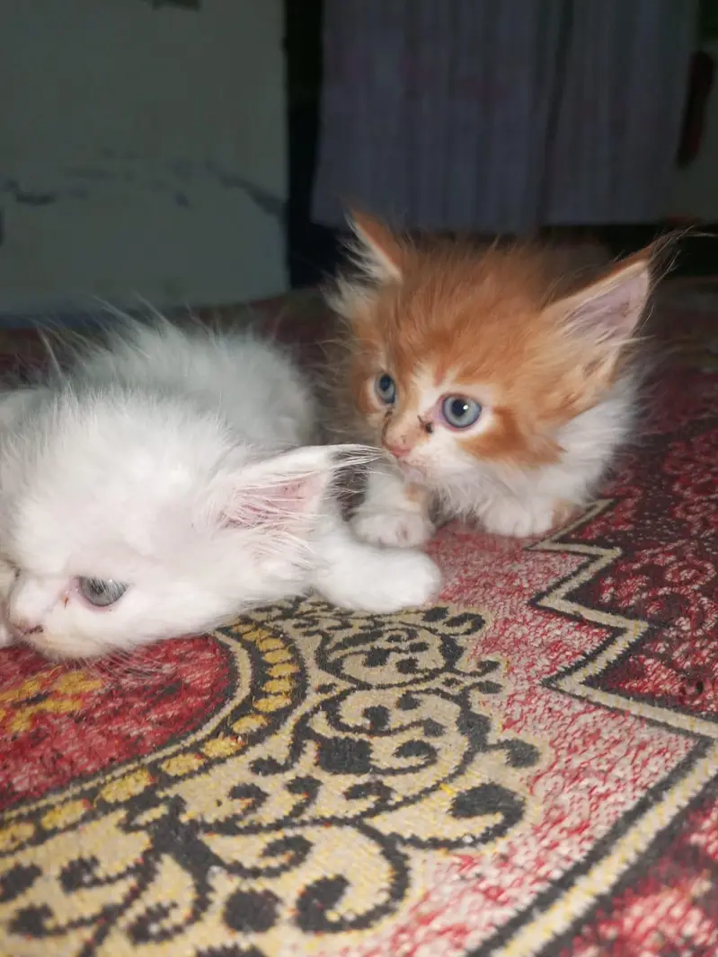 Pure Persian Breed — photo 7