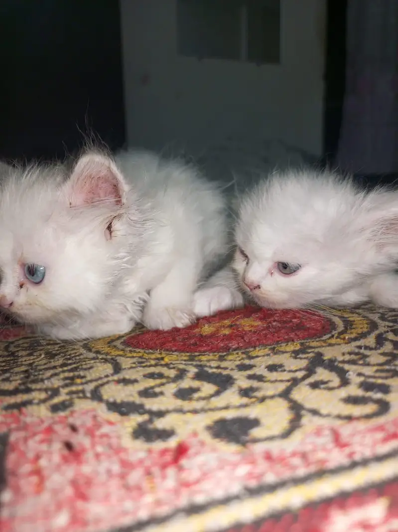 Pure Persian Breed — photo 8