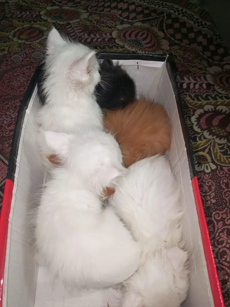 Pure Persian Breed — photo 9