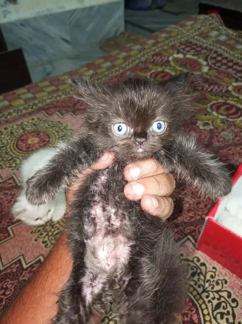 Pure Persian Breed — photo 10