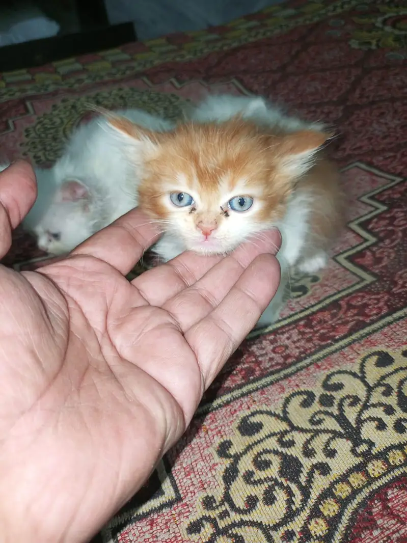 Pure Persian Breed — photo 11
