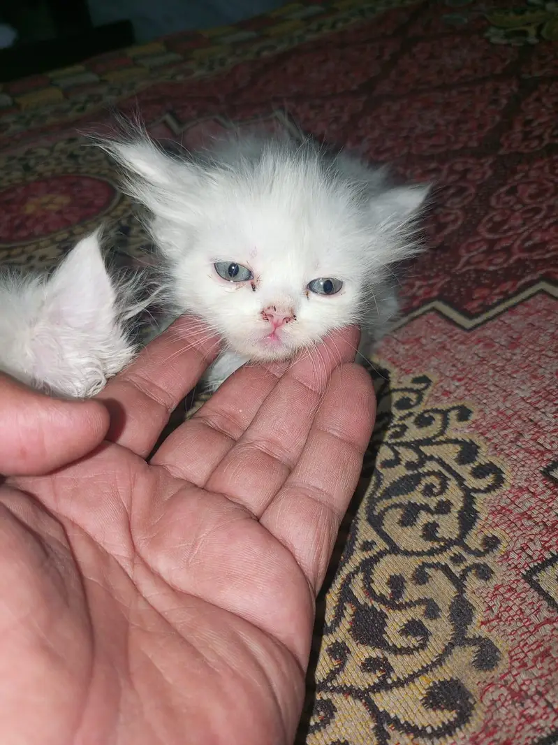 Pure Persian Breed — photo 12