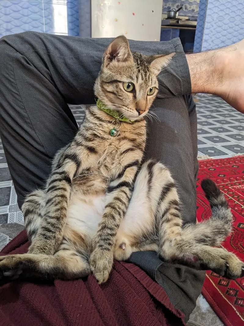 Cross Breed Male Cat 1.5yr old — photo 2