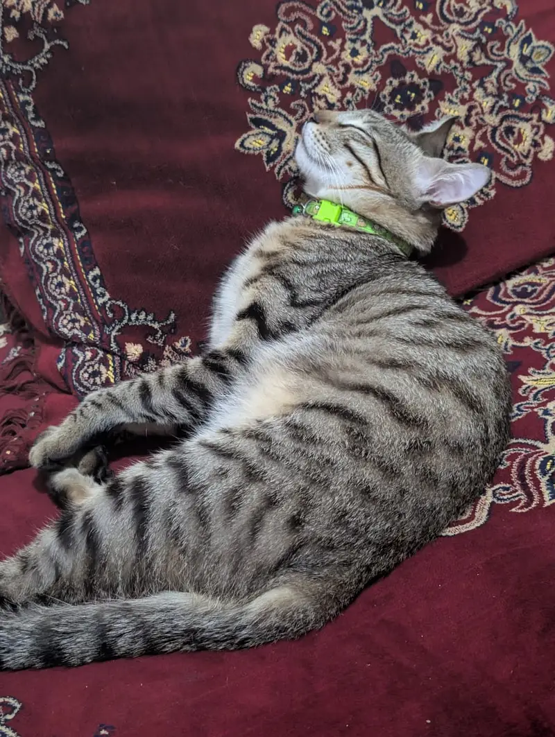 Cross Breed Male Cat 1.5yr old — photo 4