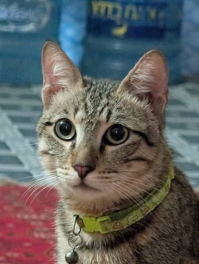 Cross Breed Male Cat 1.5yr old
