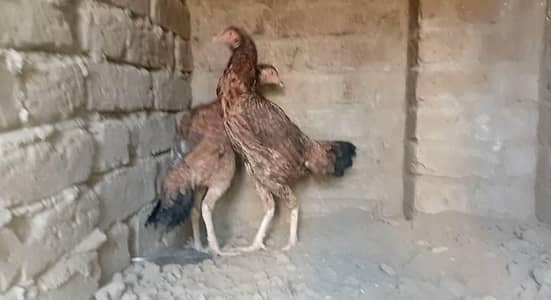 aseel mianwali pathi 03196643103