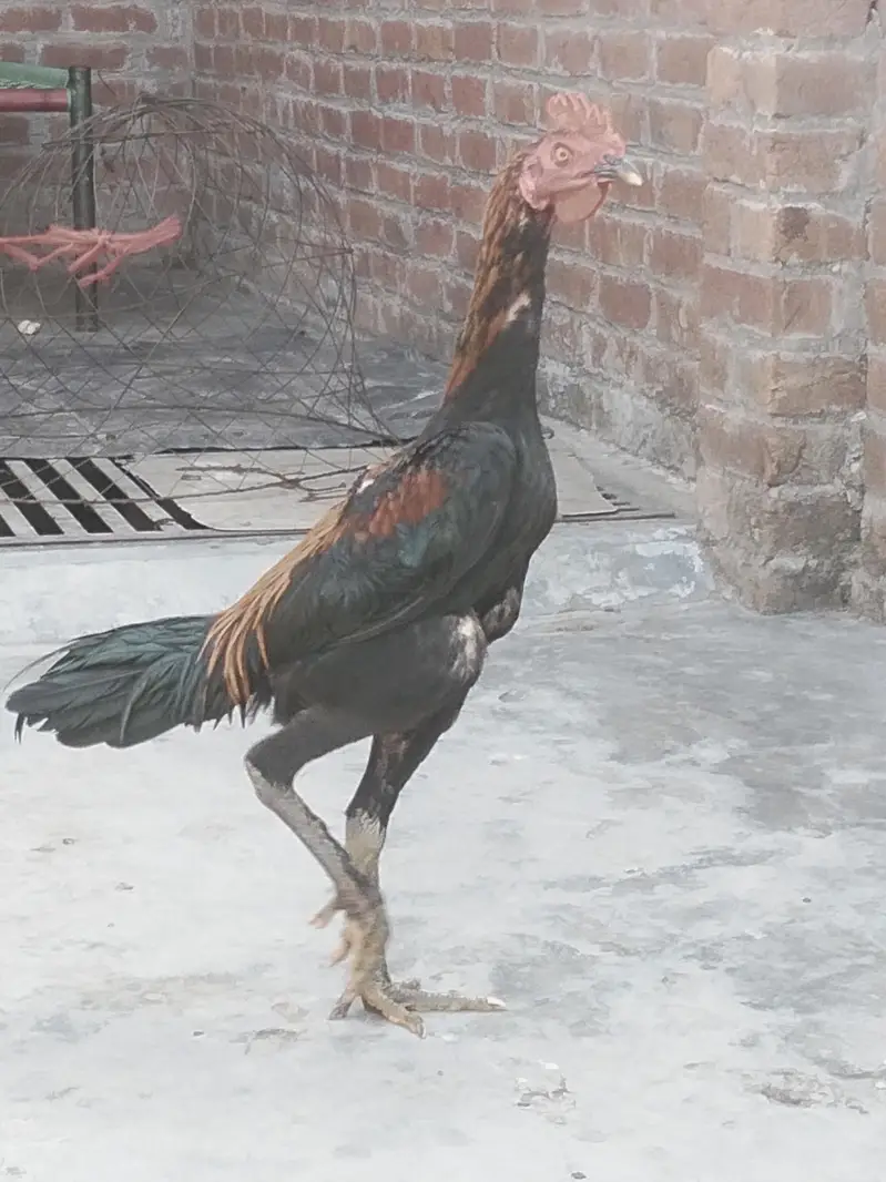 Koi bur mein — photo 2