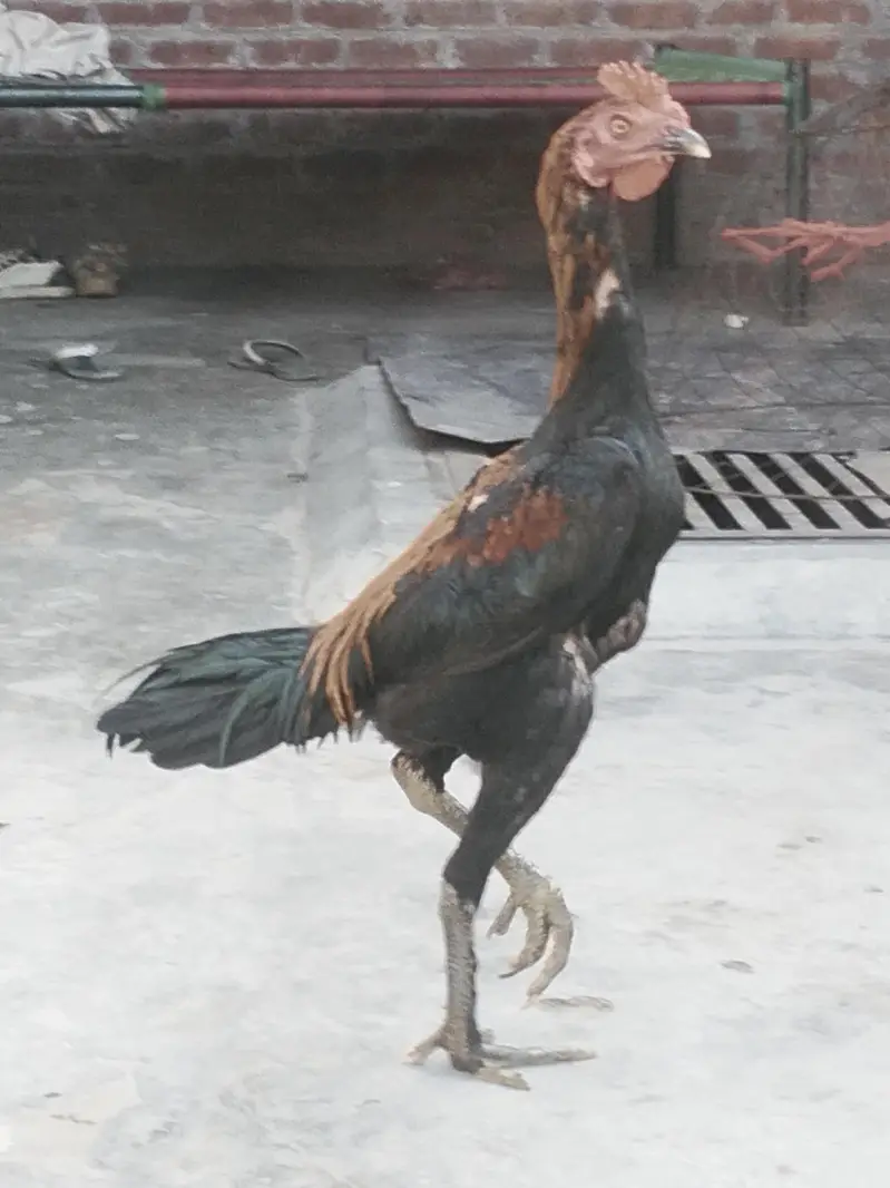 Koi bur mein — photo 4