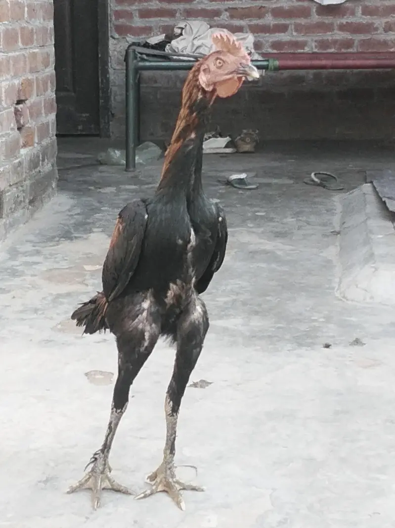 Koi bur mein — photo 5