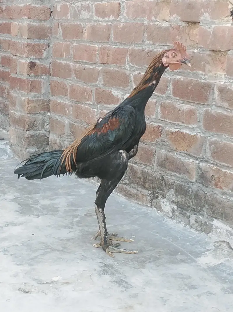 Koi bur mein — photo 6