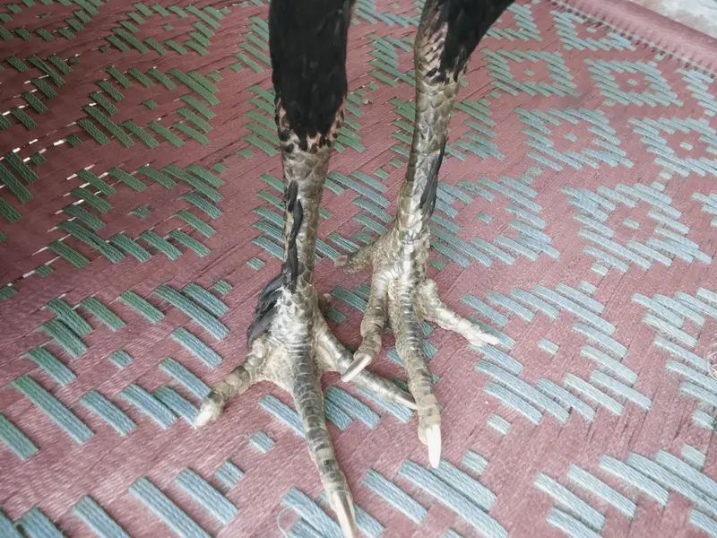 Koi bur mein — photo 7