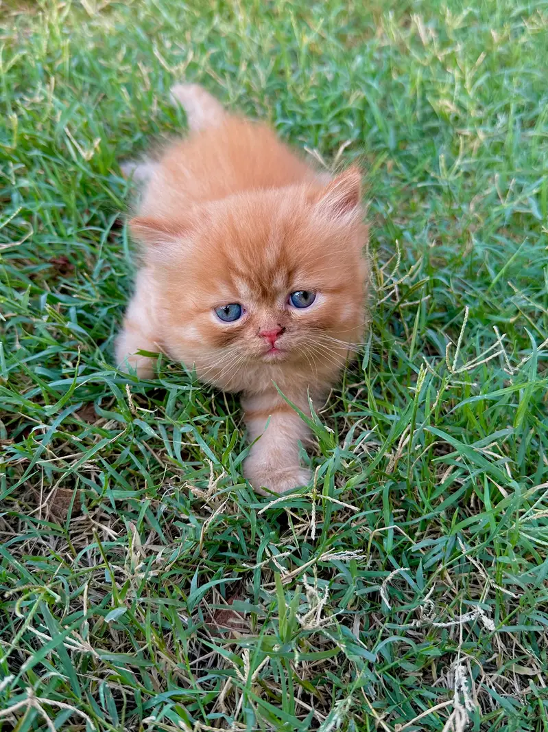 Punch Face 35 days kitty — photo 2