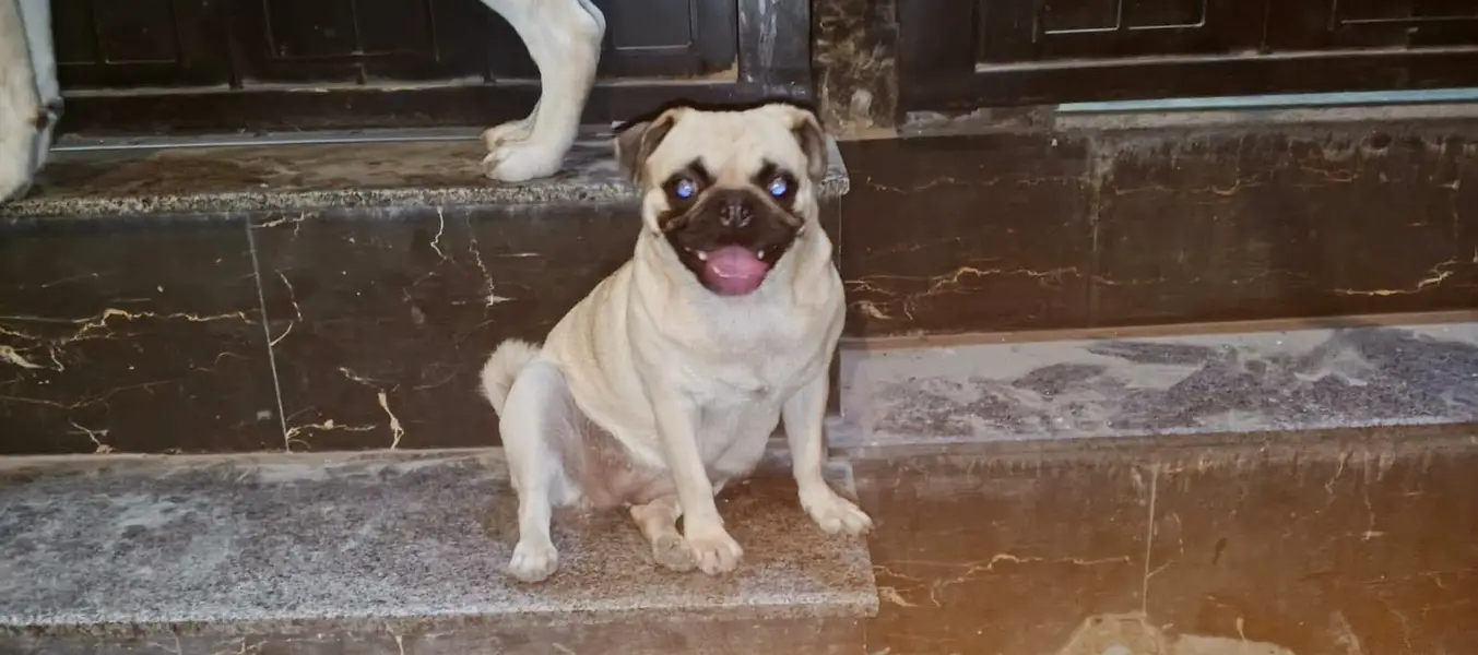 Pug female available for sale