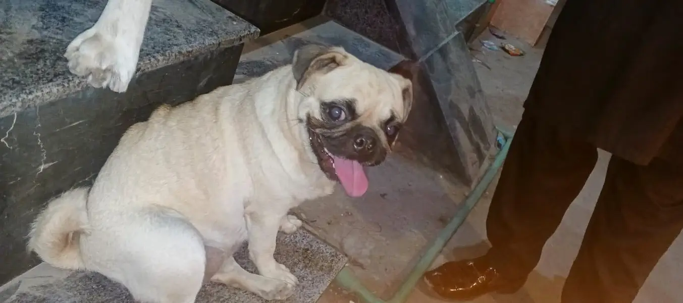 Pug female available for sale — photo 2