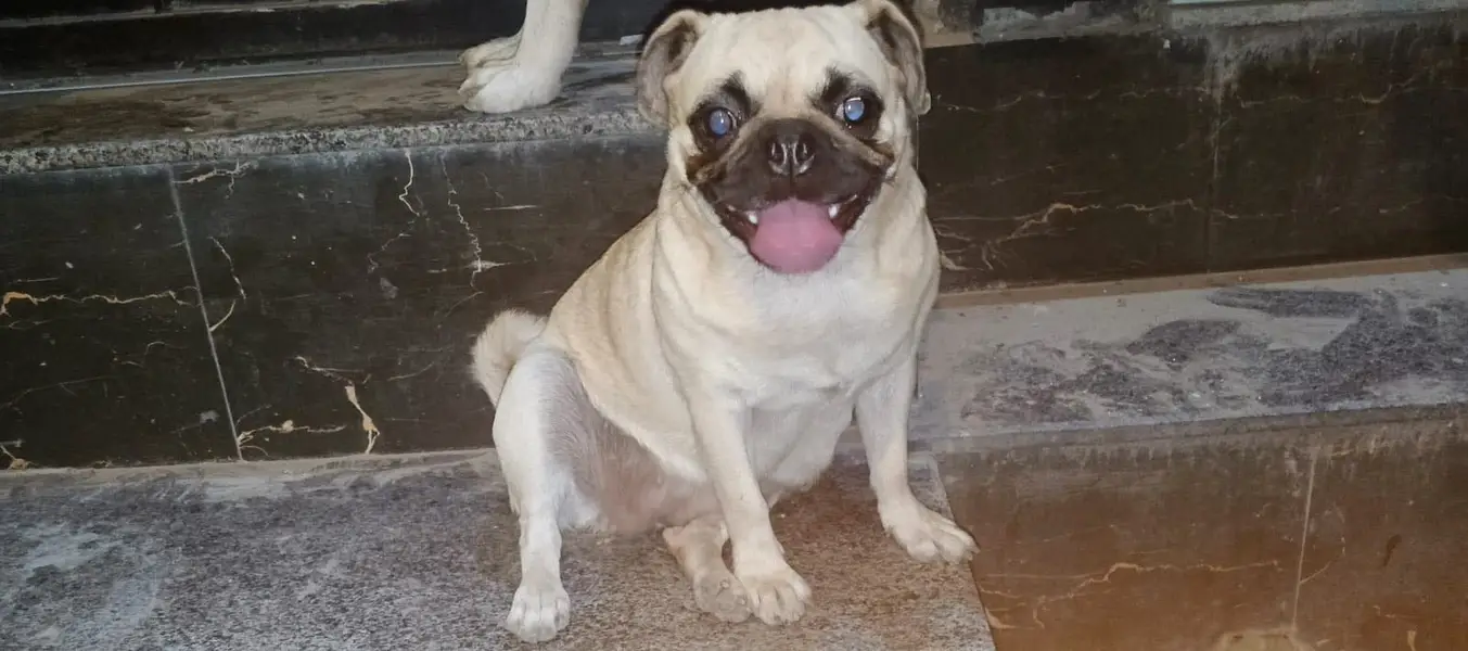 Pug female available for sale — photo 3