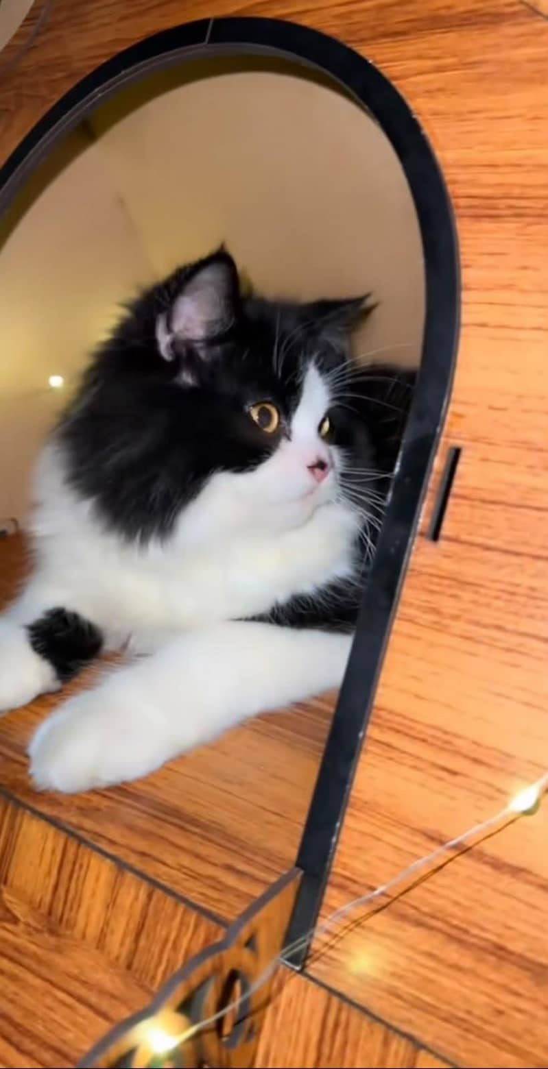 Persian Cat 0